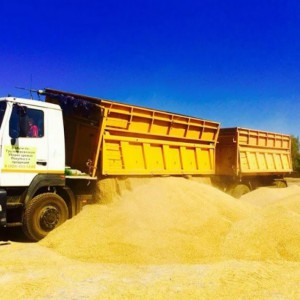 Перевозка зерна зерновых масленичных культур