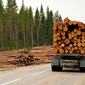 Грузоперевозки, трубовозы, лесовоз