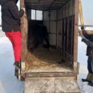 Перевозка скота от собственника Частное лицо