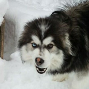 Грузчик, разнорабочий