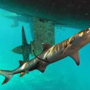 Рыбалка в море и заливе