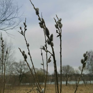 Попутчиков