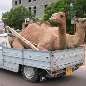 Грузоперевозки и грузчики