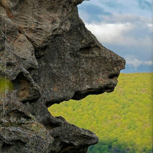 Доставка животных, Сочи, Крым, Ростов, Астрахань