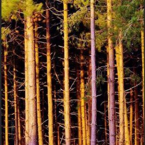 Лес на корню