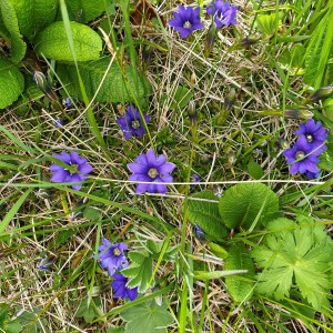 Грузоперевозки. Трансфер