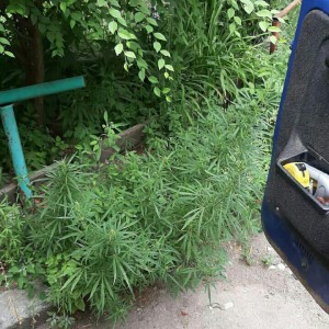 ГрузоТакси