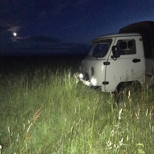 Перевозки крупнорогатого скота