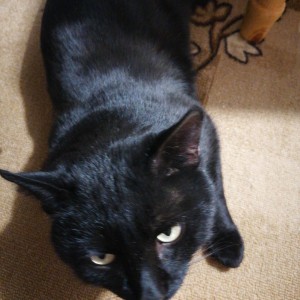 Грузоперевозки на УАЗ