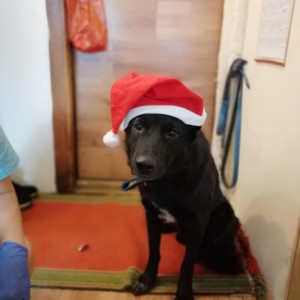 Вывоз мусора. Грузоперевозки