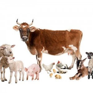 Перевозка с/х животных