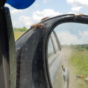 Перевозка доставка