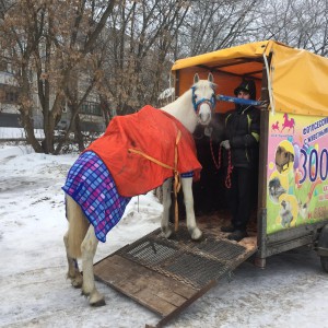 Скотовоз, Коневоз, Перевозка коров