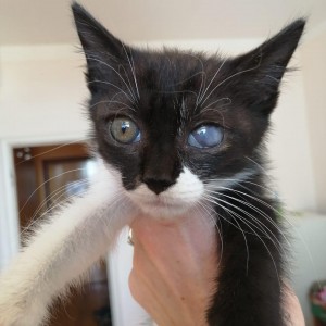 Перевоз животных