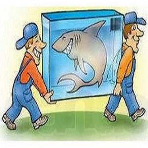 Грузчики. Грузоперевозки. Разнорабочие